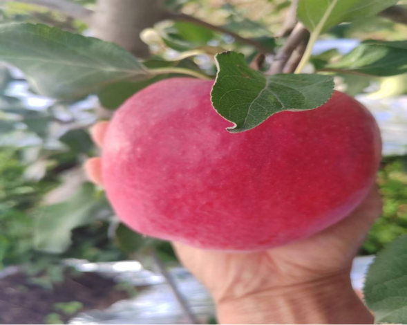 <strong>秋日果园里的甜蜜丰收​</strong>