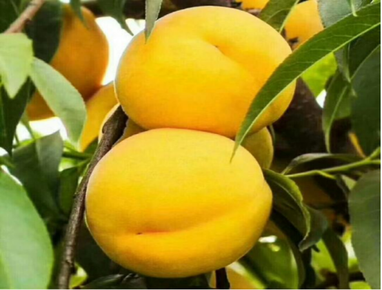 盛夏硕果满枝头！益民现代农业园区乾兴银凤